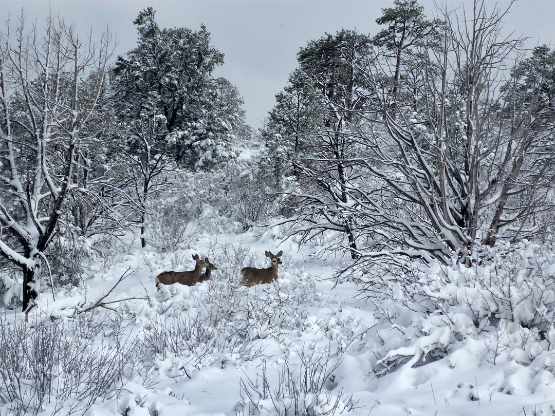 Mule deer