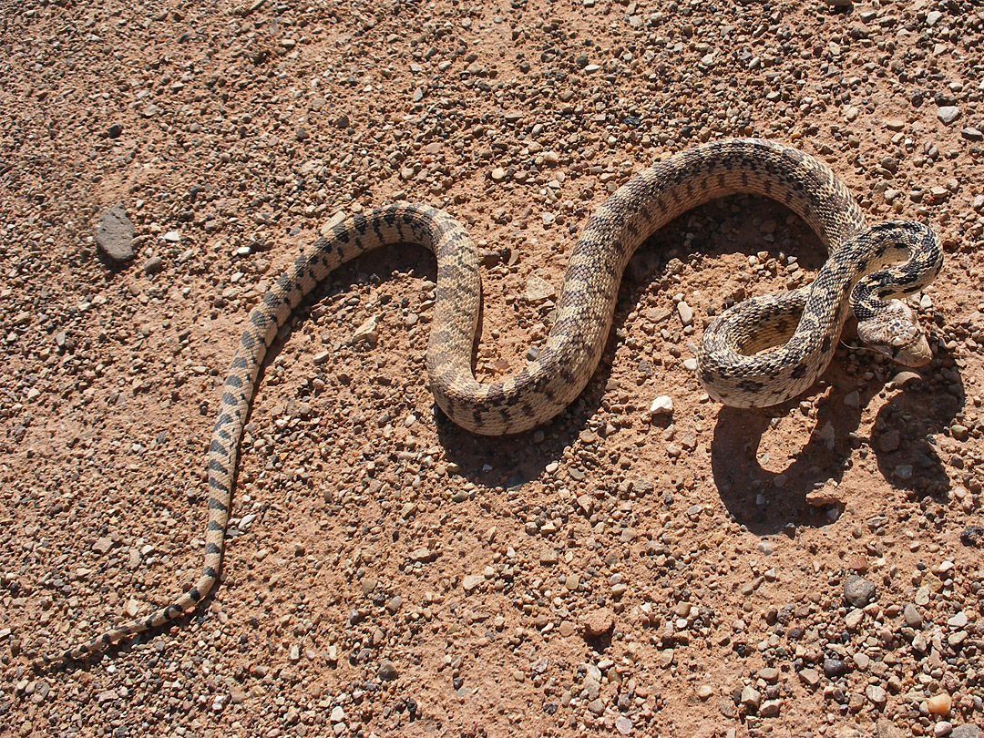 Gopher snake