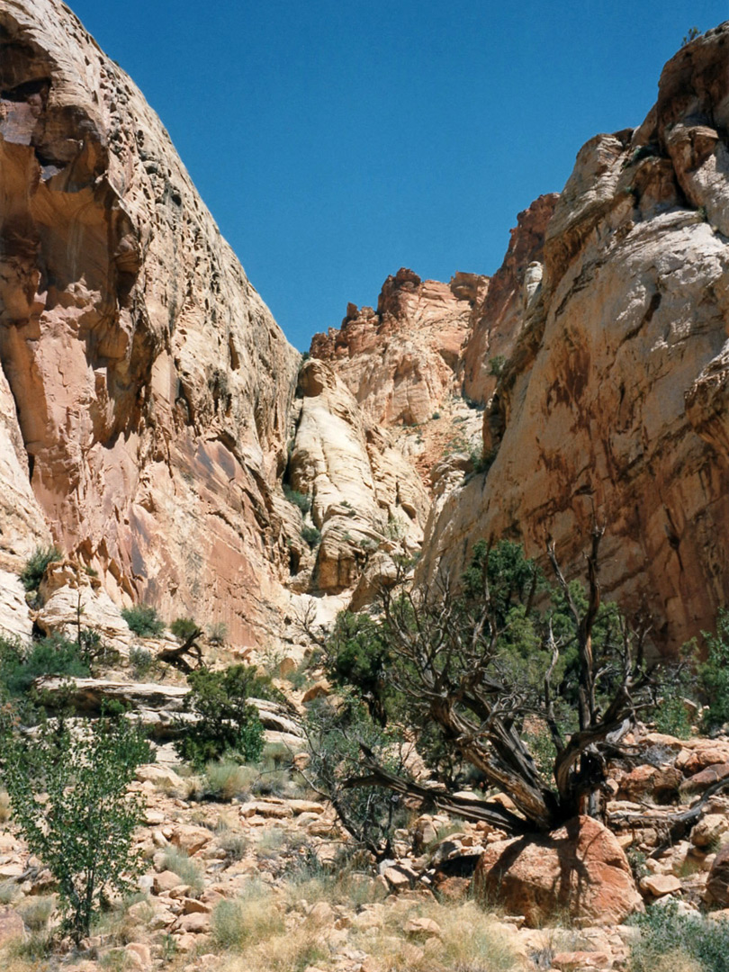 Canyon along Capitol Reef