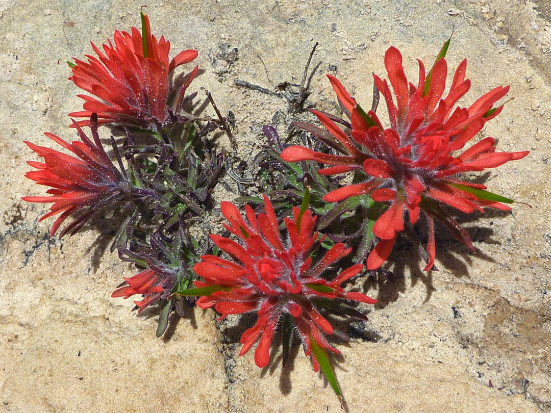 Castilleja scabrida