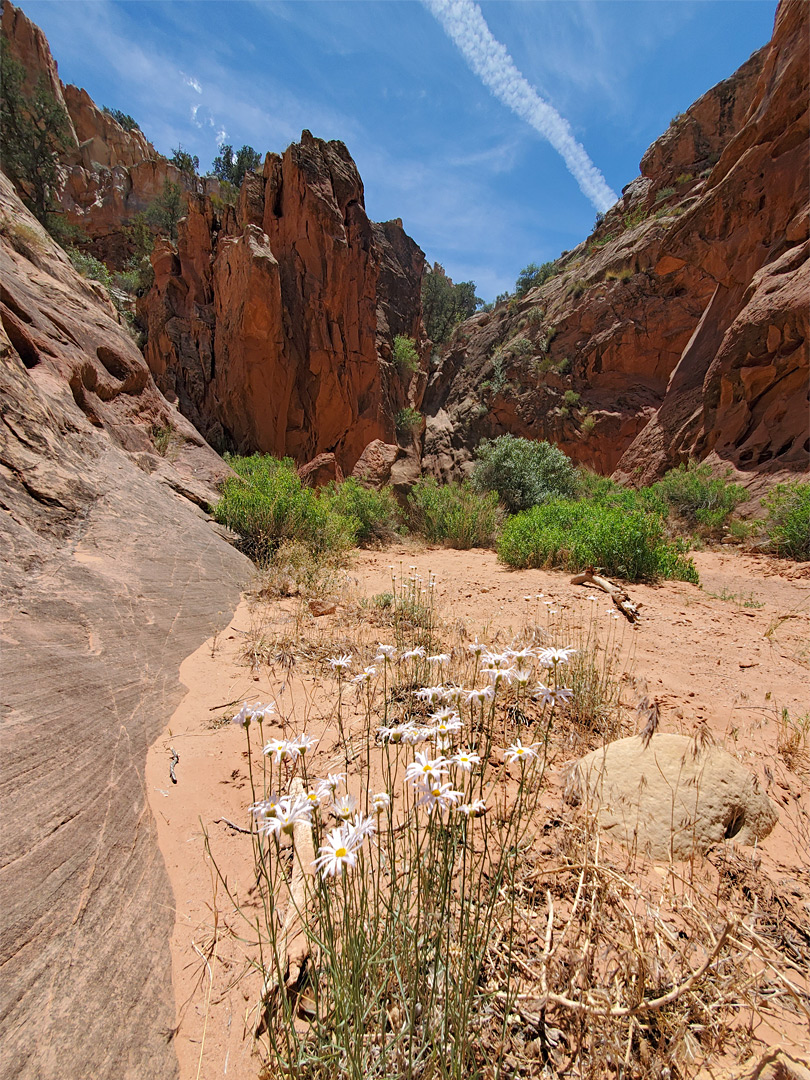 Utah daisies