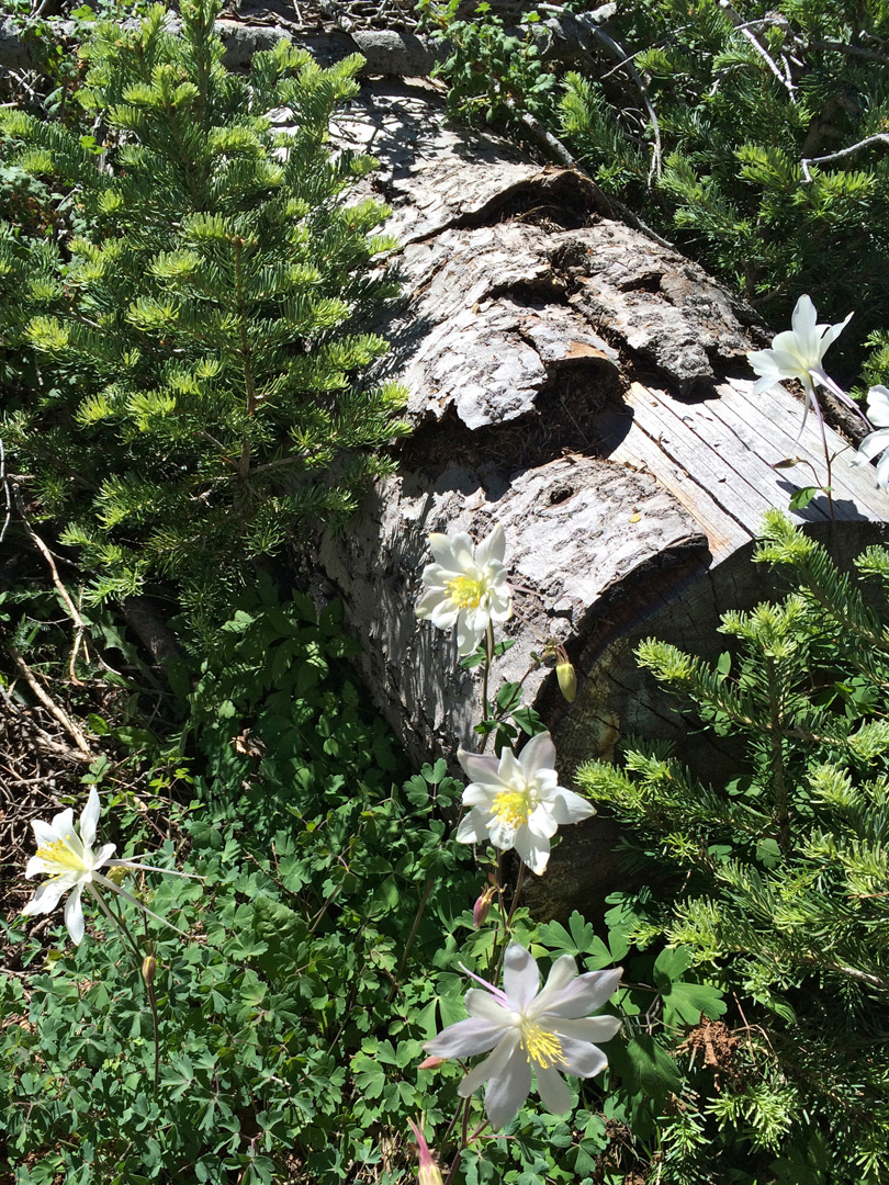 Columbines