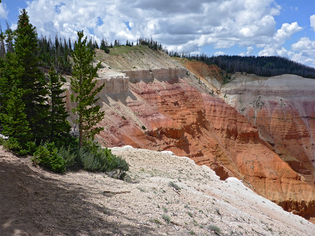 Trees on the rim