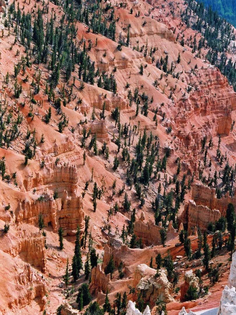 Hoodoos and pine trees