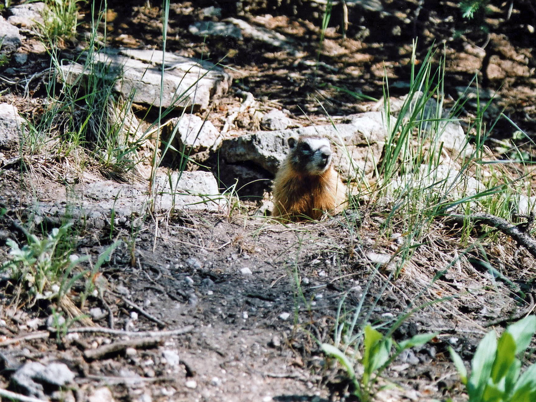 A marmot