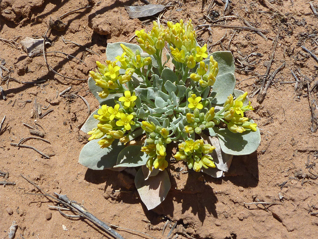 Small flowers, large leaves