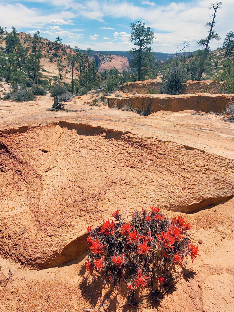 Indian paintbrush