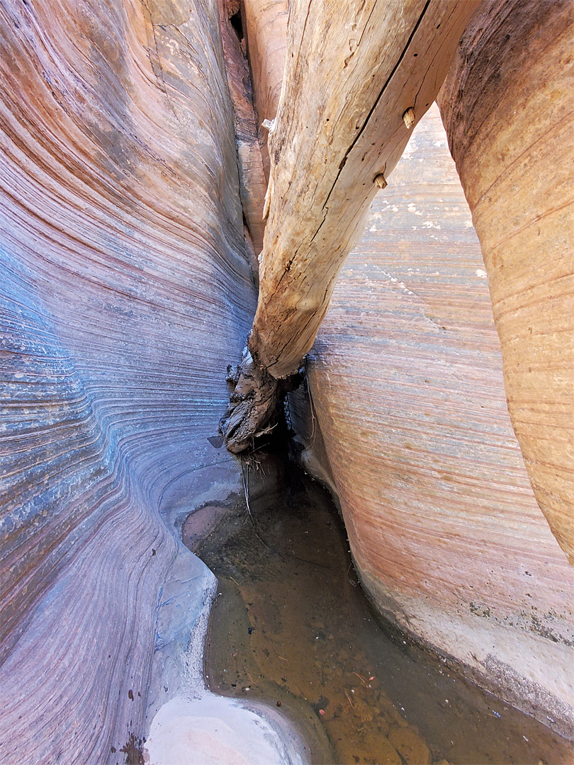 Log and pool