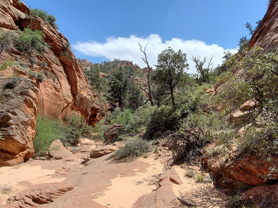 Bushy streambed