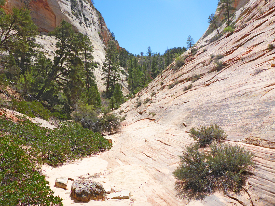 Trees in a ravine