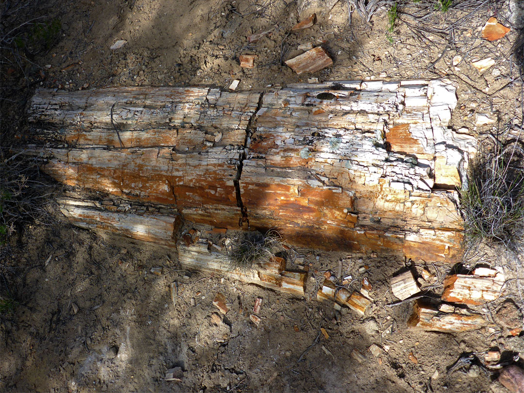 Petrified wood