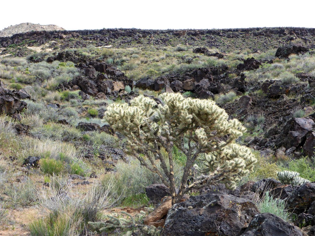 Cactus and lava