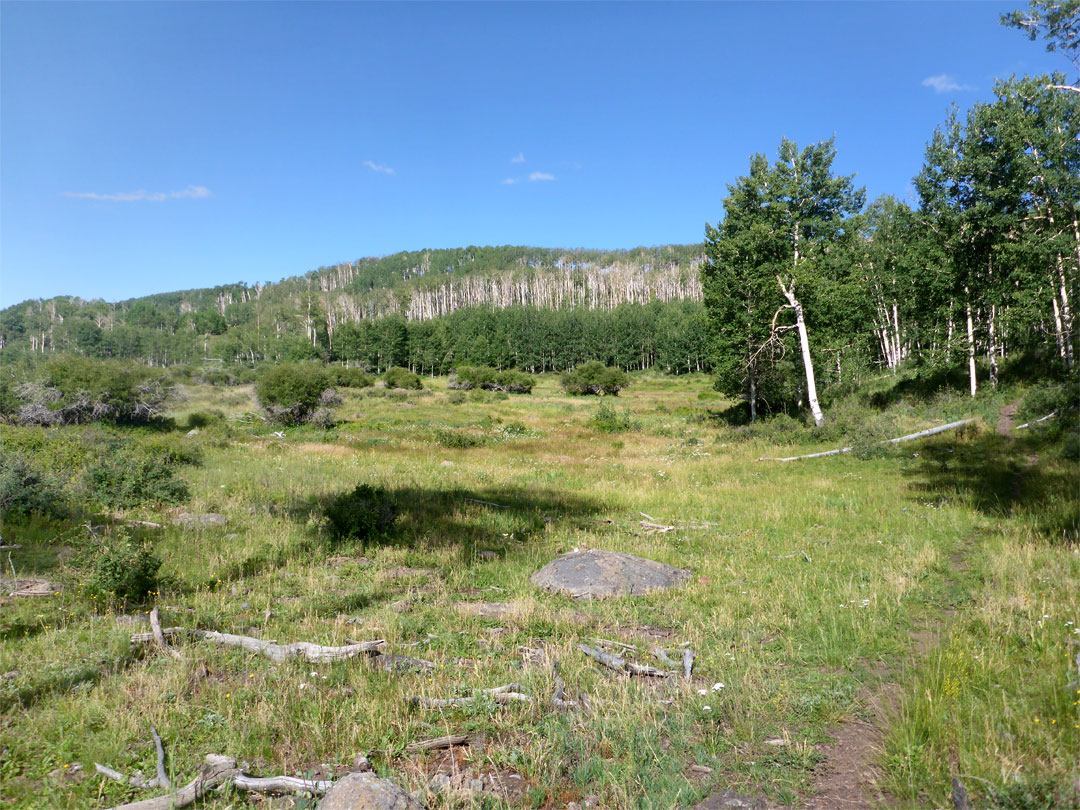 Aspen and meadow