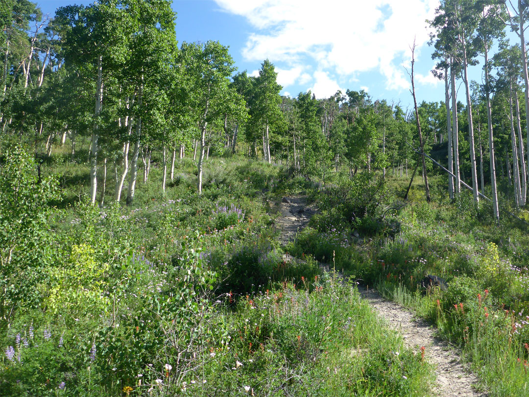 Wildflowers