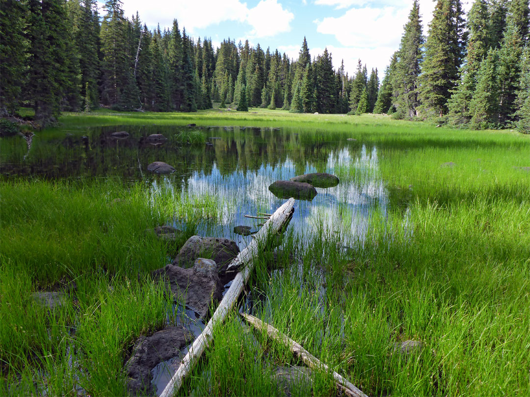 Logs in a pond