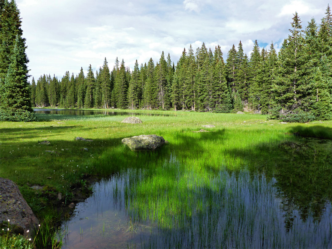 Trees and grass