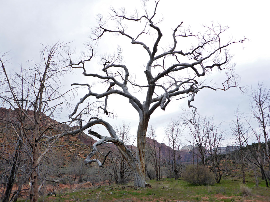 Dead tree