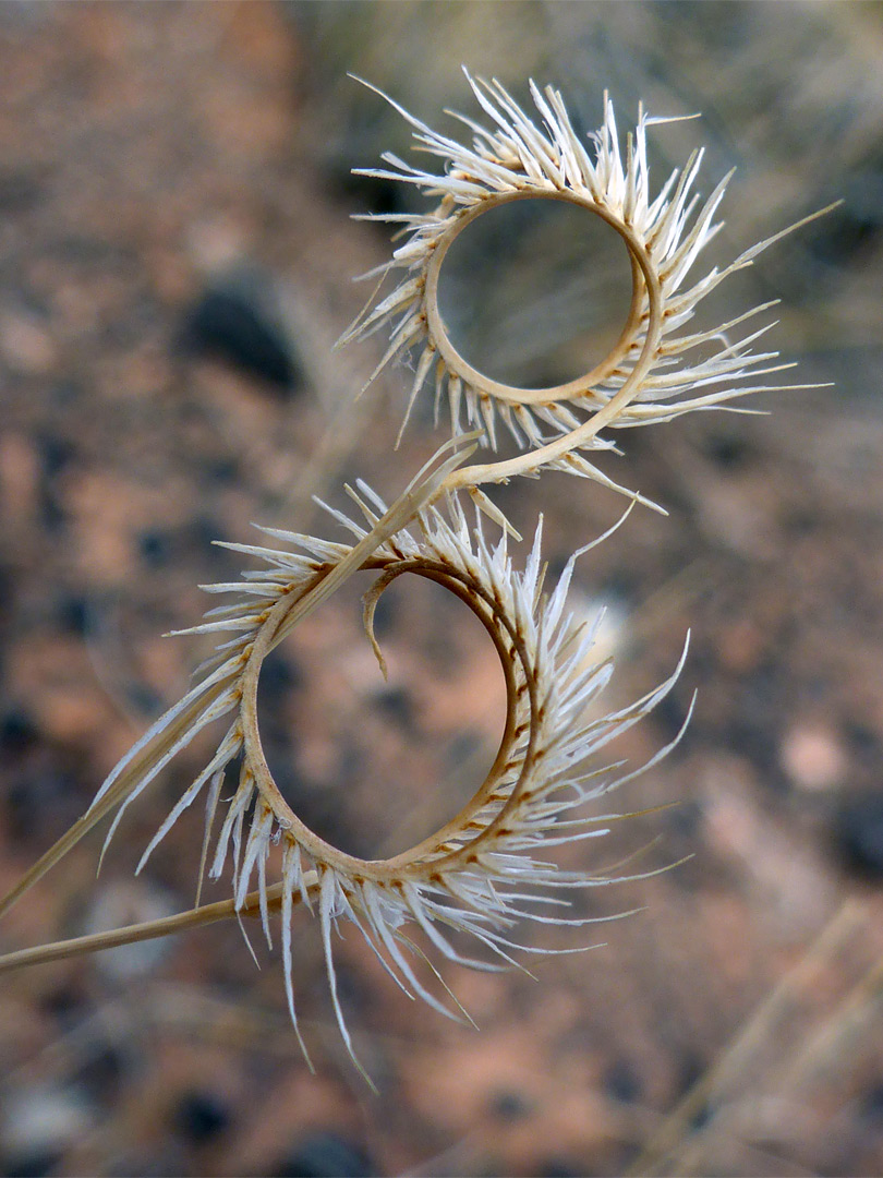 Grass seeds