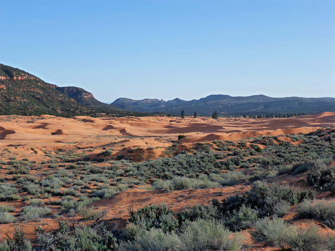 Sand and sagebrush