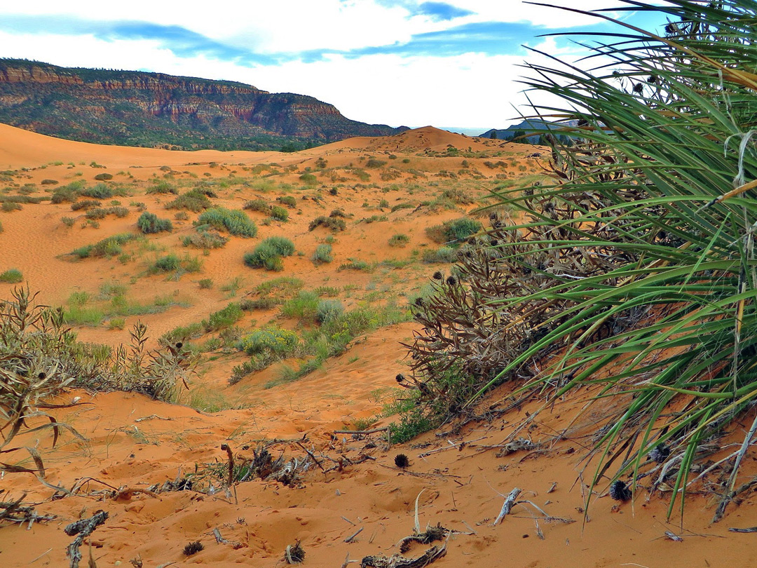 Kanab yucca