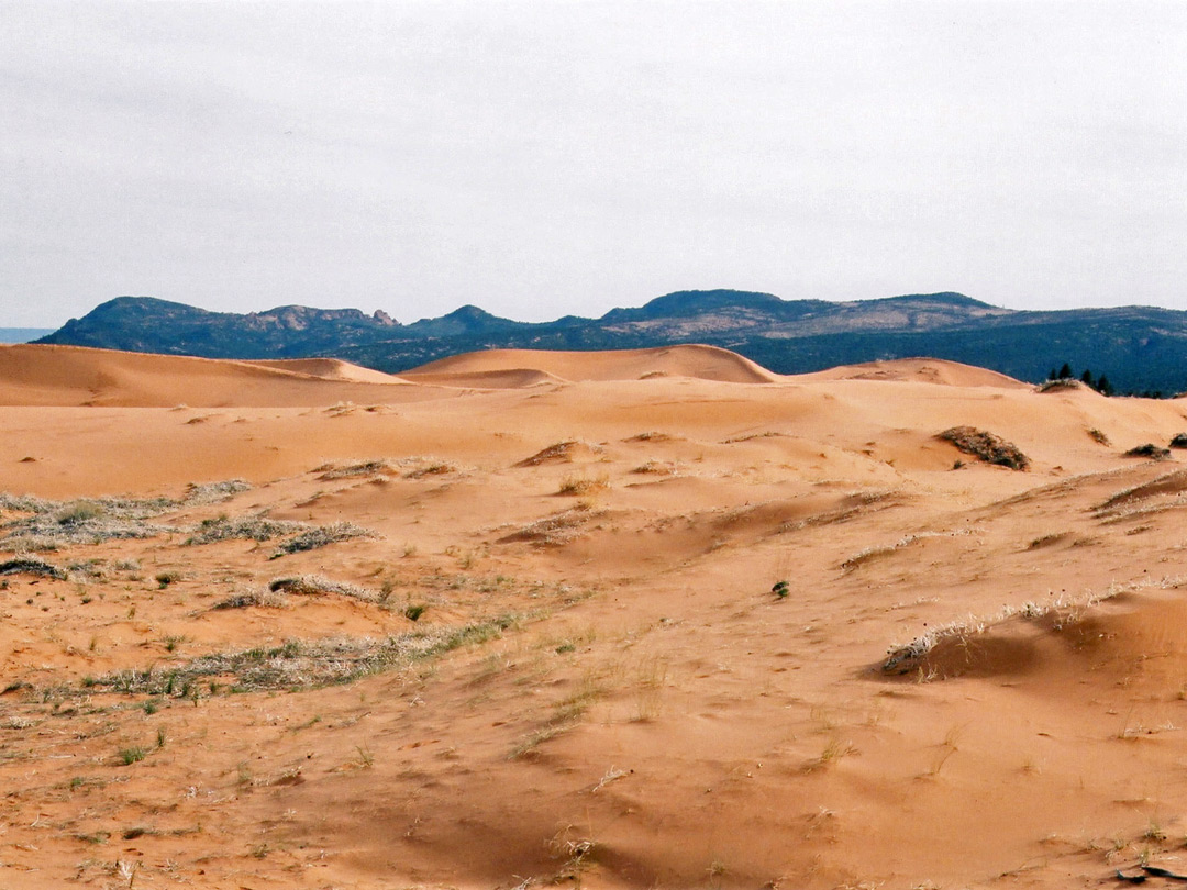 More dunes