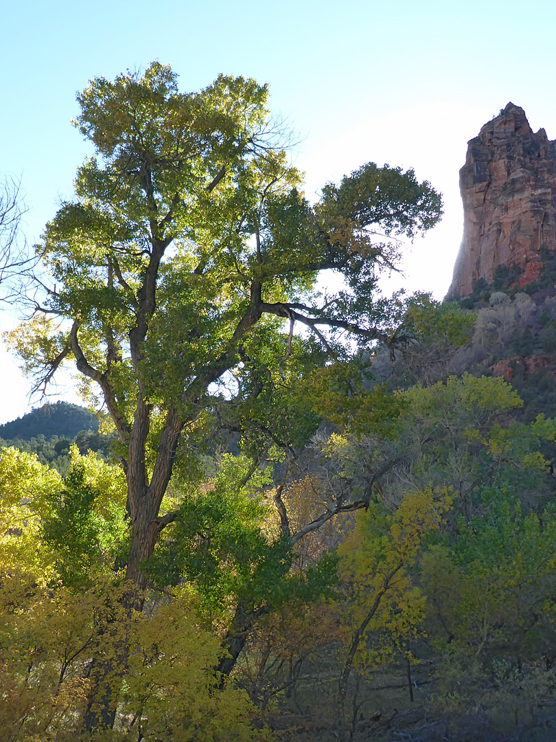 Cottonwood trees