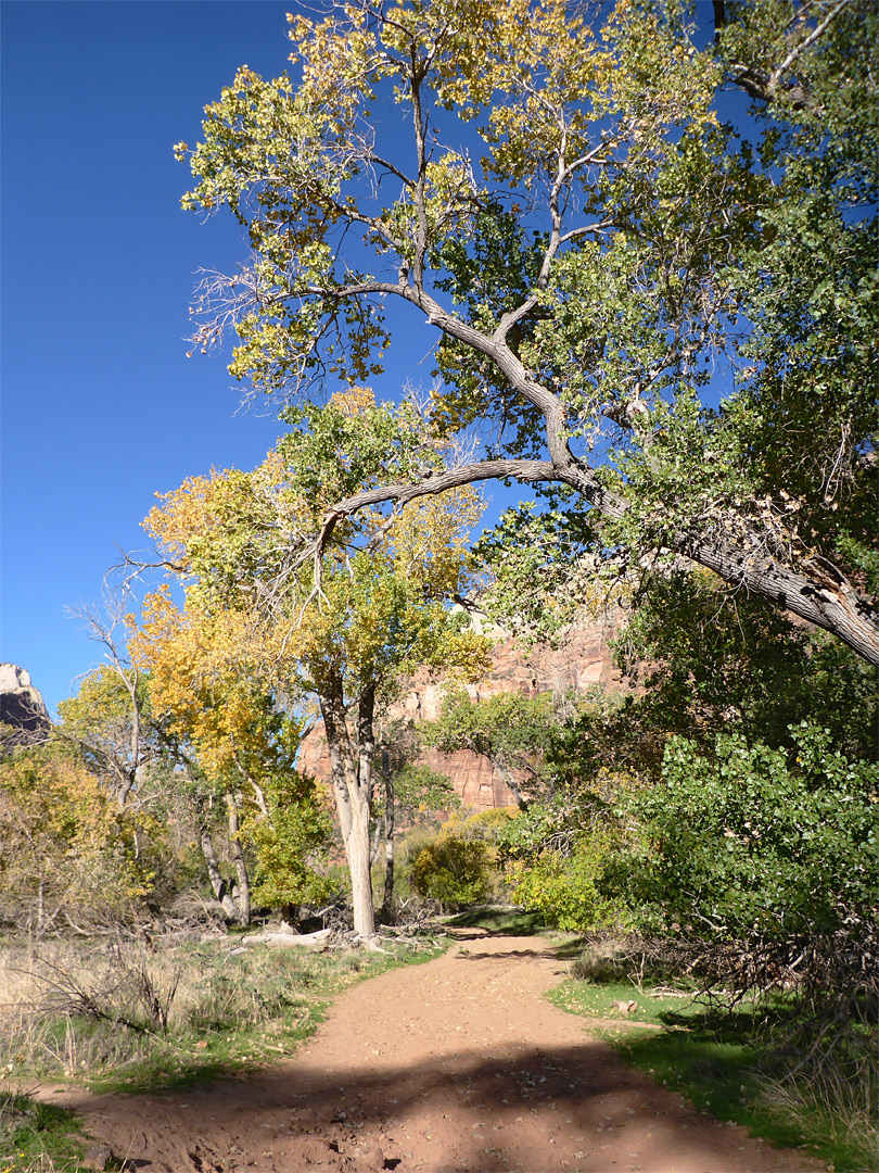 Path under cottonwoods