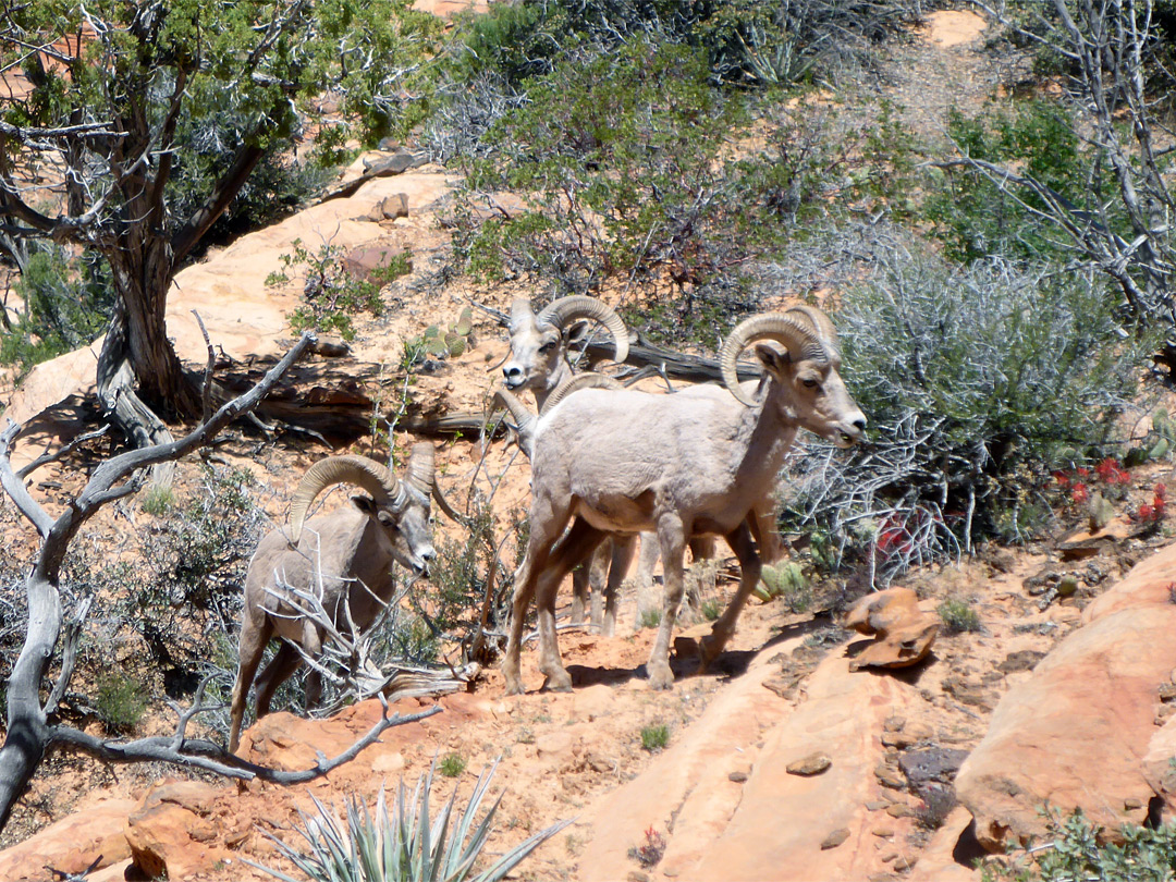 Bighorn sheep