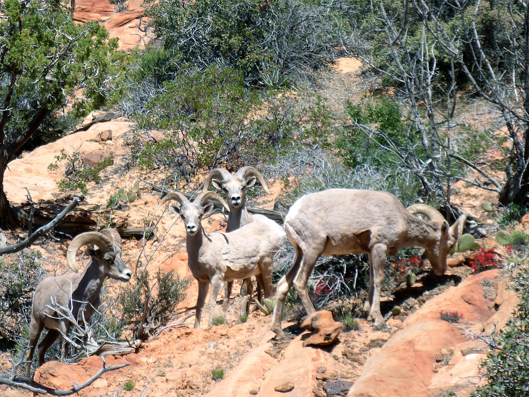 Sheep and paintbrush