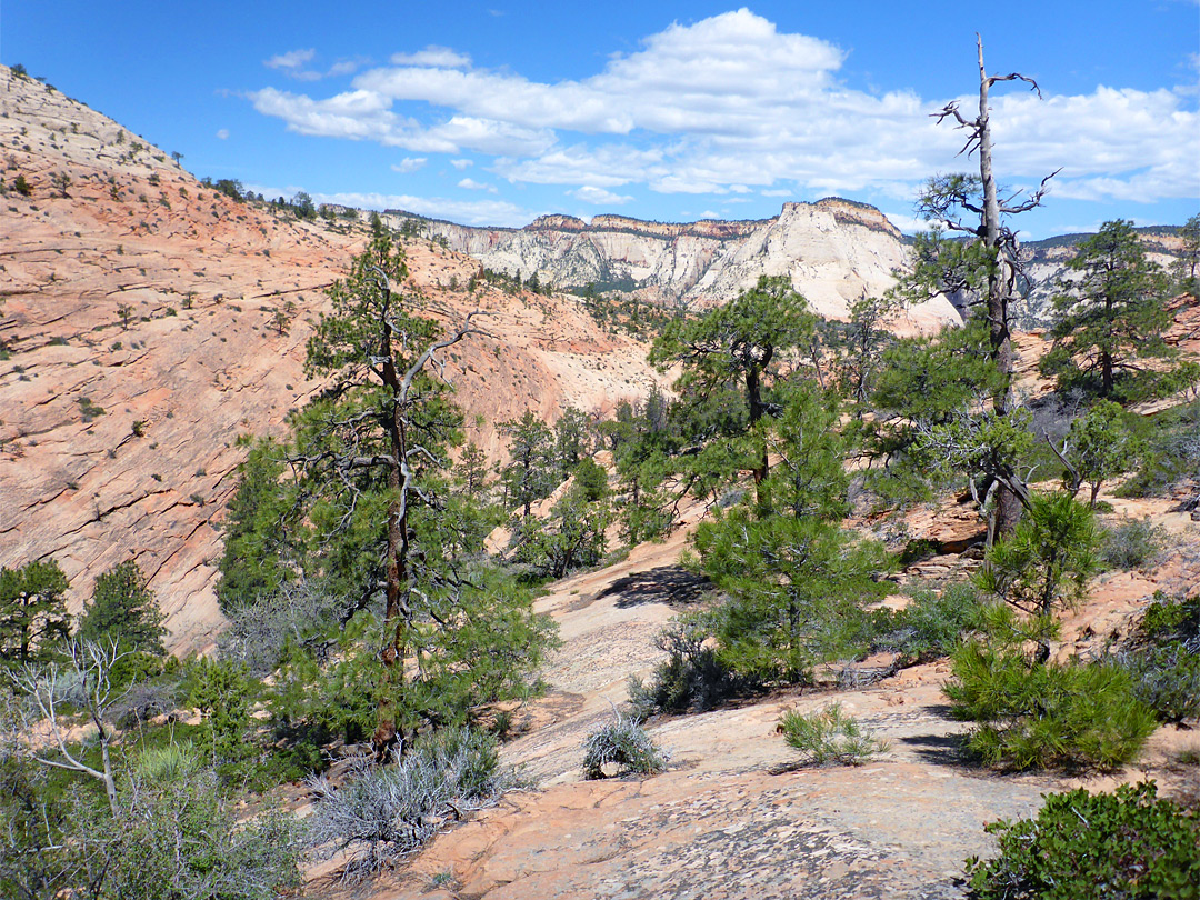 Scattered trees
