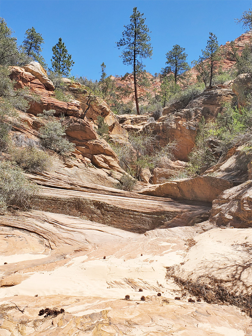 Bushy ravine