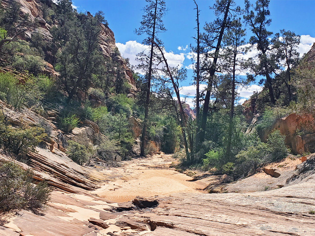 Trees in the canyon