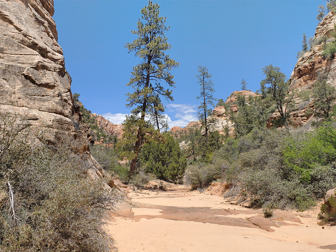 Leaning tree