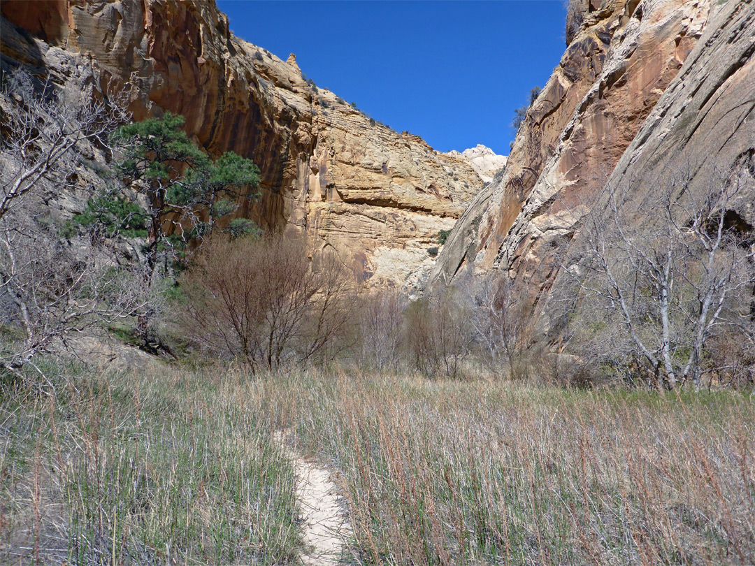 Sandy grassland