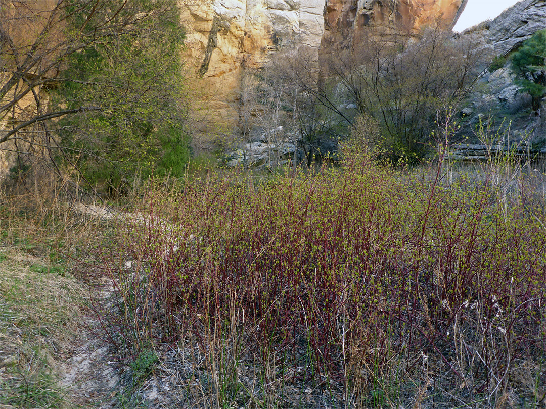 Red-stemmed plants