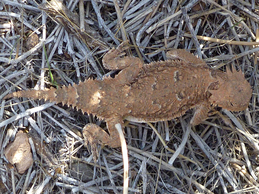 Desert horned lizard