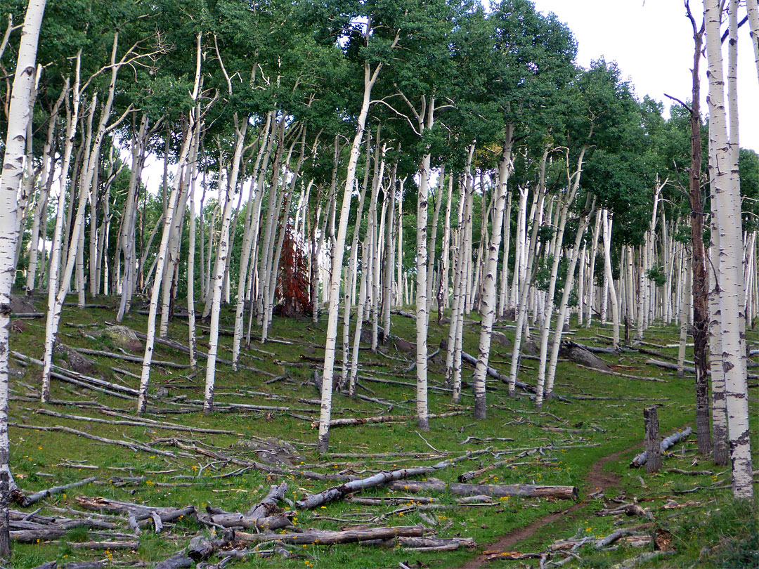 Aspen grove