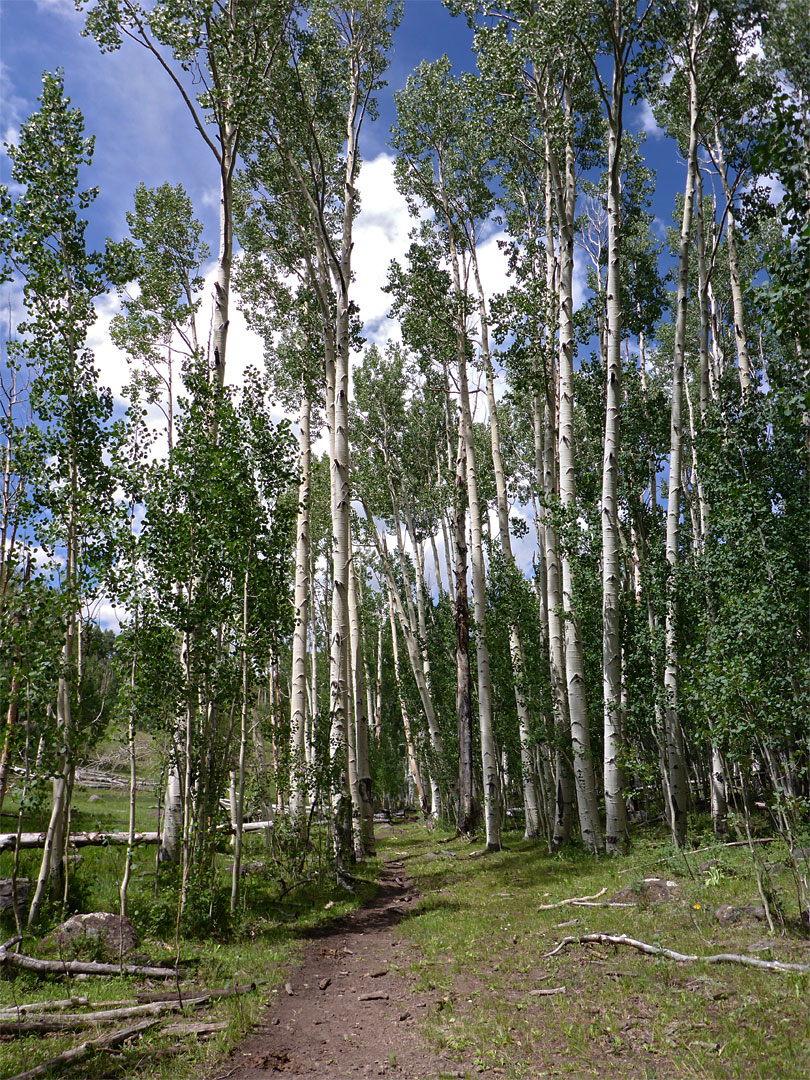 Path through aspen