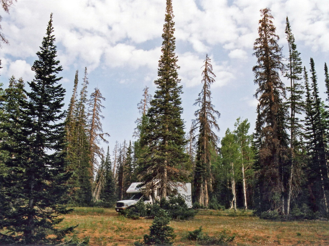 National Forest campsite