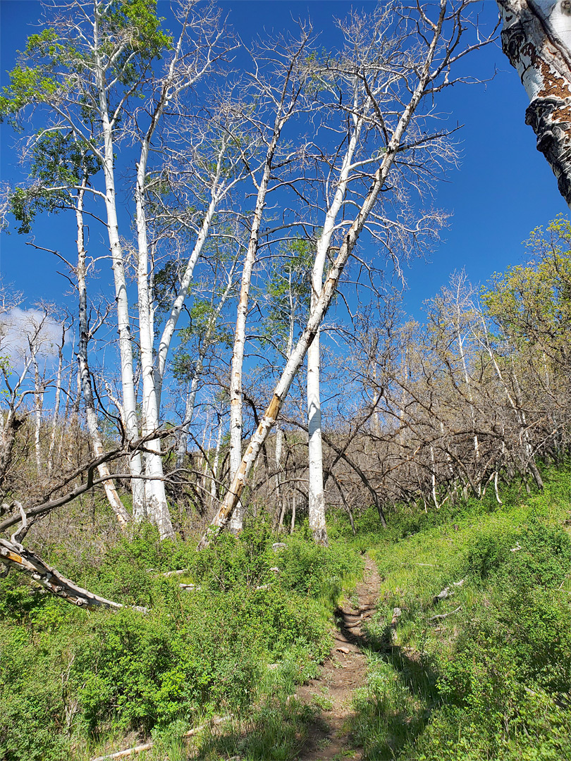 Narrow path