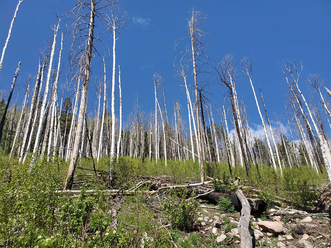 Many aspen trunks