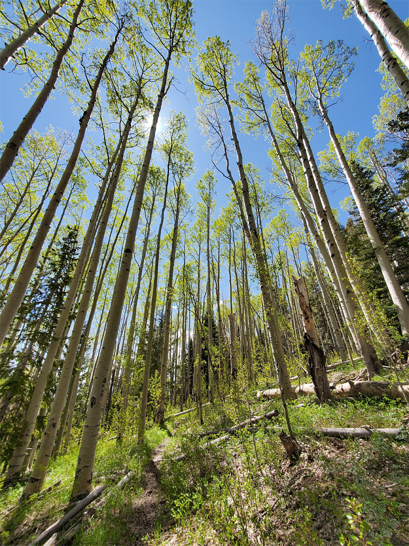 Slender trees