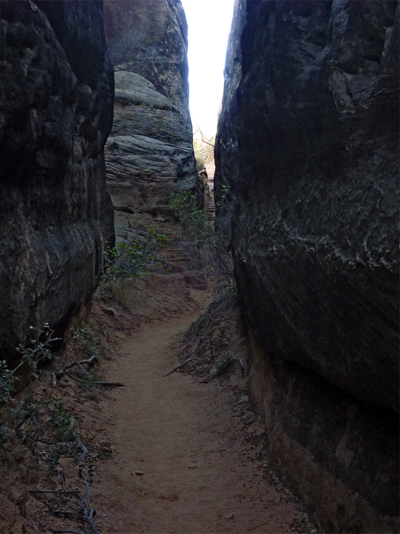 Shady path