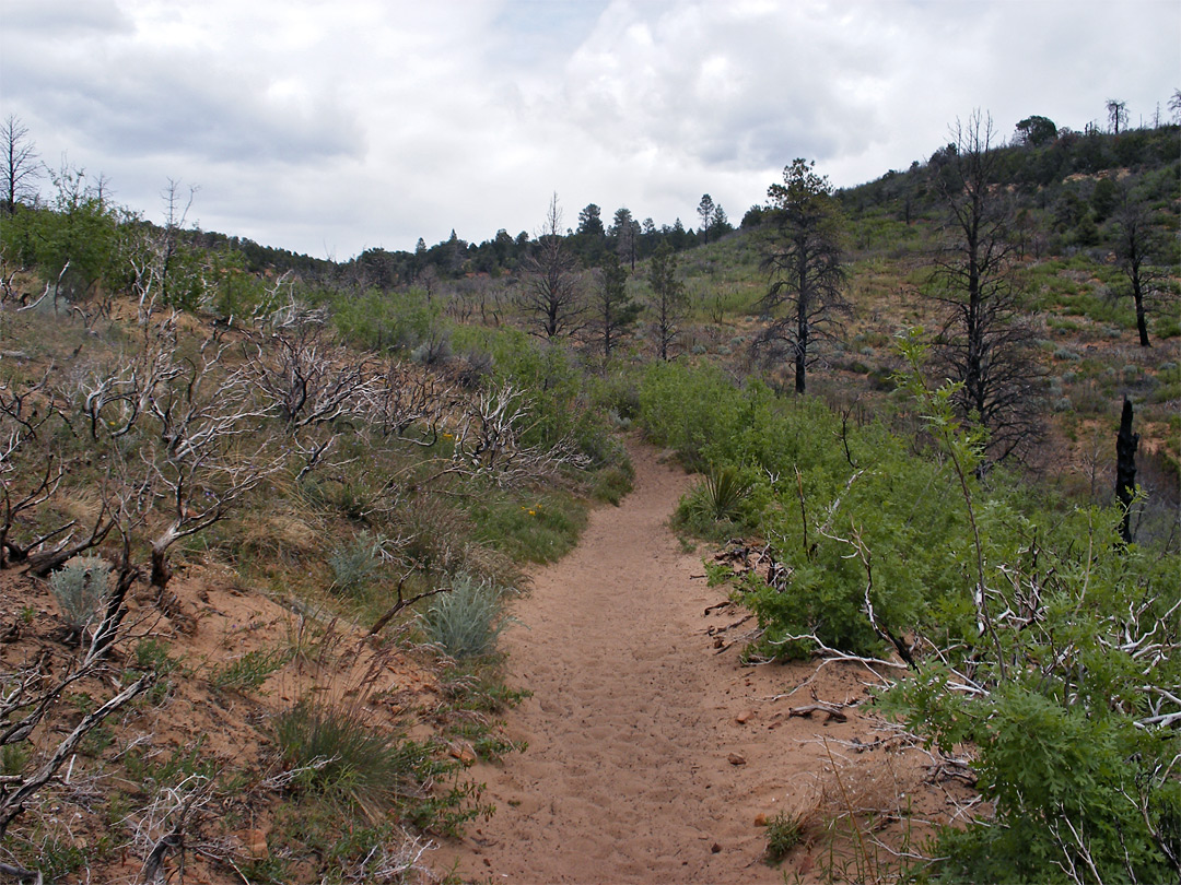 East Mesa Trail