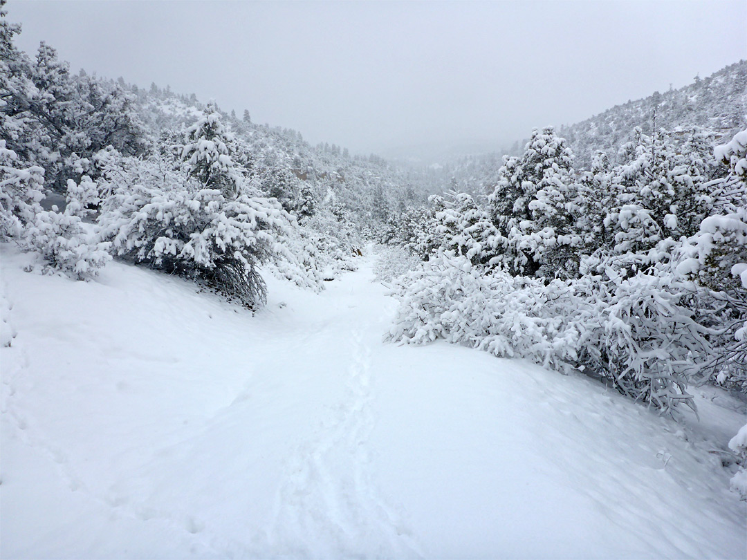 Straight section of the path