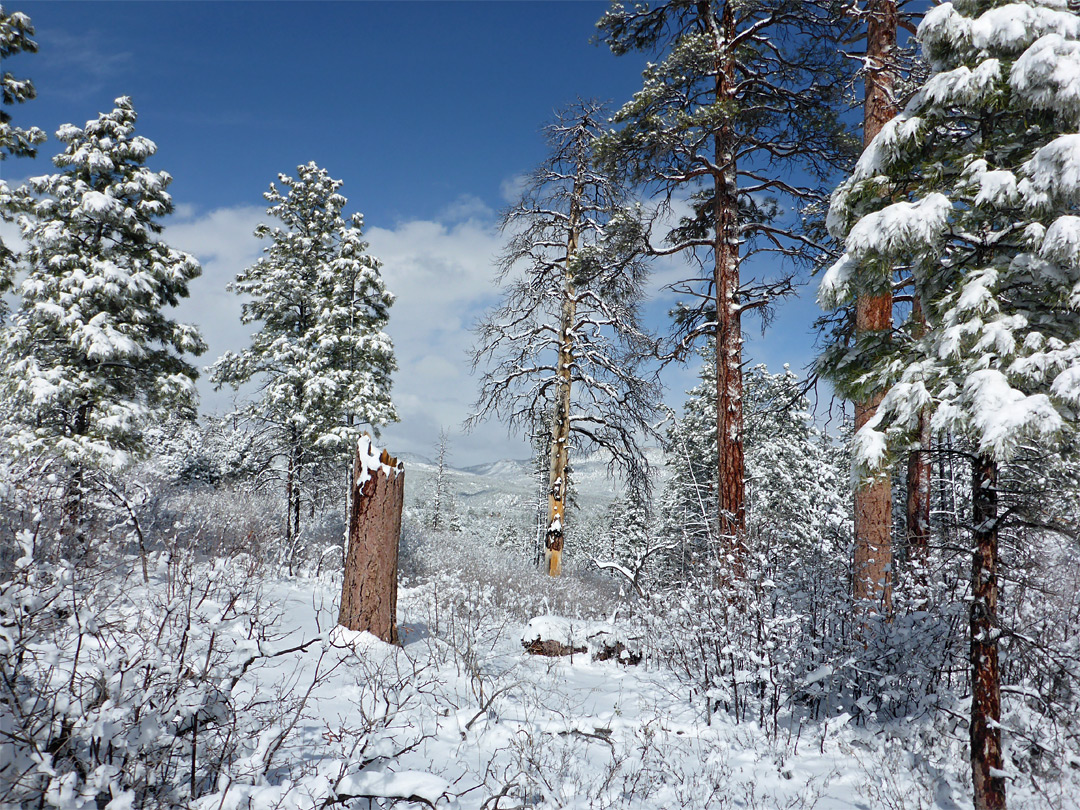 Trees and snow