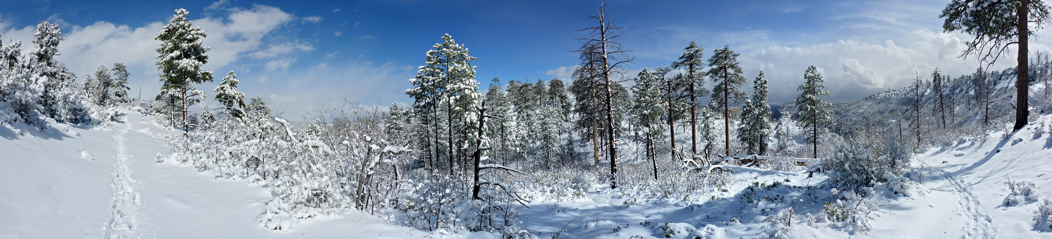 Snow-covered forest