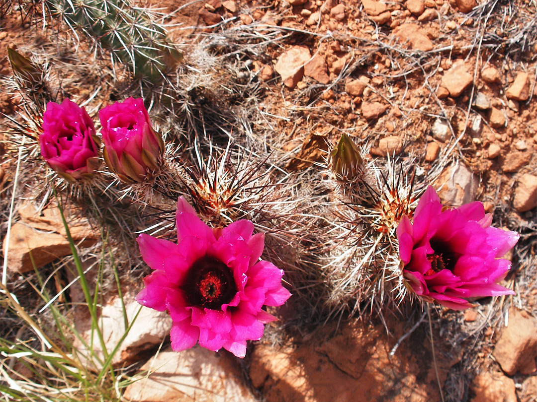 Flowering cluster