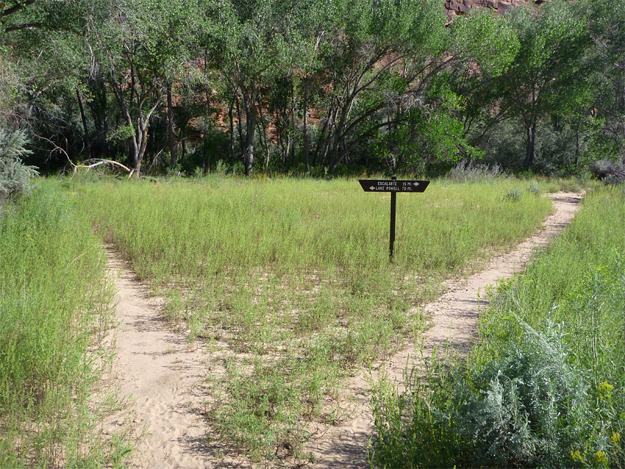 Fork in the path