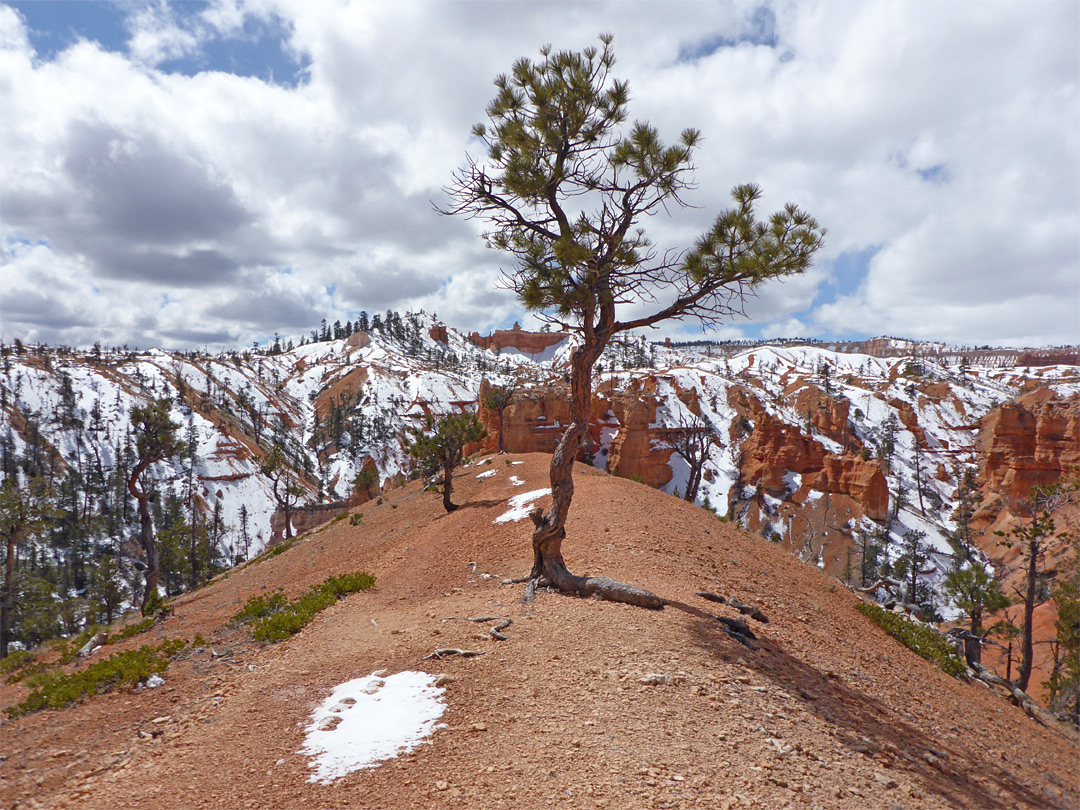 Lone tree